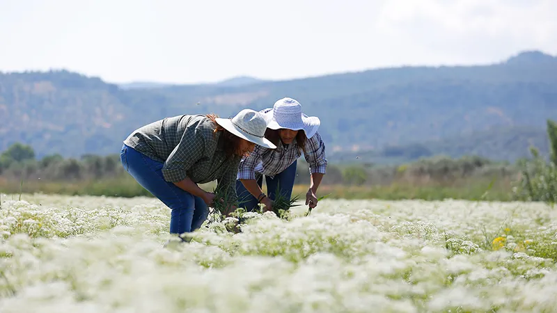 Ингредиенты для узо